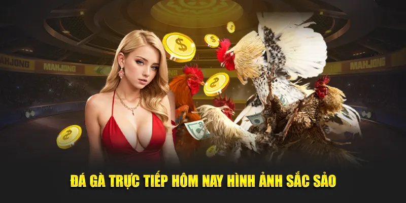 Đá gà trực tiếp hôm nay hình ảnh sắc sảo