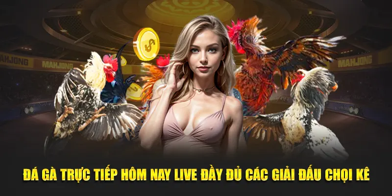 Đá gà trực tiếp hôm nay live đầy đủ các giải đấu chọi kê