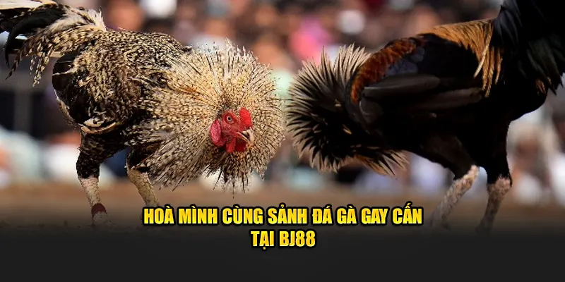 Hoà mình cùng sảnh đá gà gay cấn tại BJ88